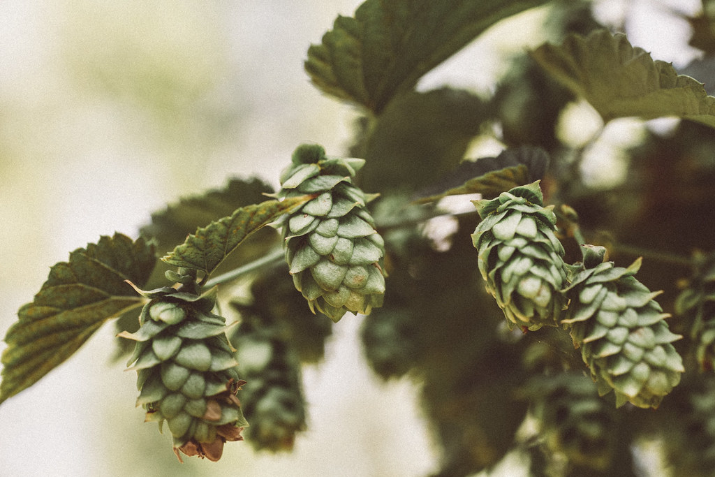 Le houblonnage à cru (dry hopping) : quand, combien, comment